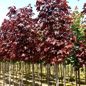 JAVOR MLÉČ ´ROYAL RED´ kmínek 80cm