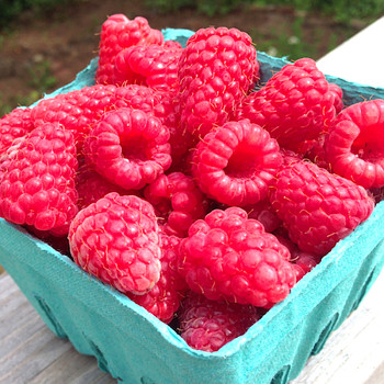 MALINÍK ´TULAMEEN´ XXL v kont. 4L 80 -100 cm