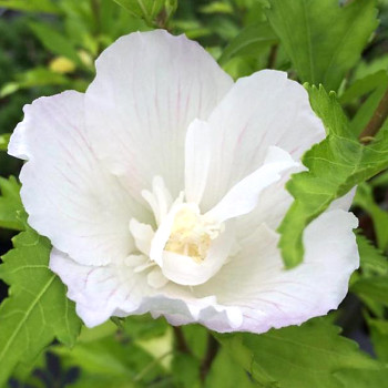 IBIŠEK SYRSKÝ ´FLOWER TOWER WHITE´® kmínek 60 cm