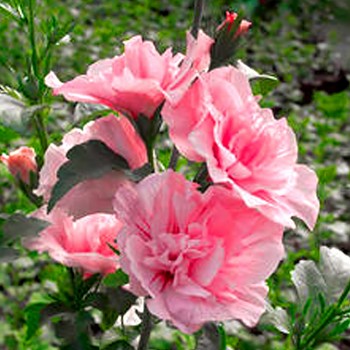 IBIŠEK SYRSKÝ ´PINK CHIFFON´®  kont. 5L