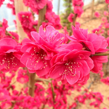 OKRASNÁ BROSKVOŇ ´MELRED´ kont. 4,5L kmínek 60 cm