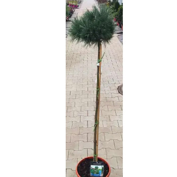 BOROVICE VEJMUTOVKA ´ONTARIO´ kmínek 120cm, kont. 5L