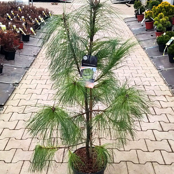 BOROVICE HIMALÁJSKÁ kont. 7,5L výška 80 -100 cm