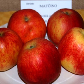 JABLOŇ NONETIT - MATČINO - Podnož P14
