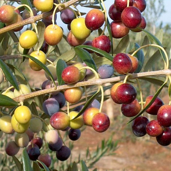 OLIVOVNÍK EVROPSKÝ ´ARBEQUINA´ kont. 4L