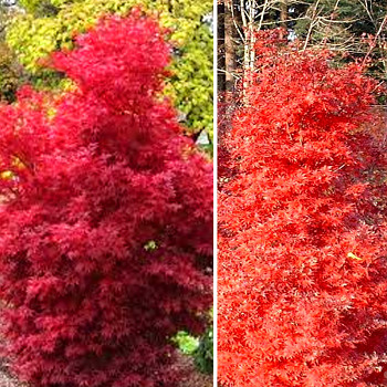 JAVOR DLANITOLISTÝ ´SKEETER´S BROOM´ kont. 2,5L