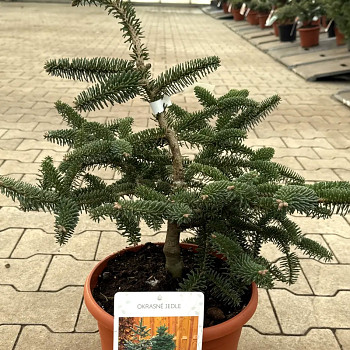 JEDLE ŠPANĚLSKÁ ´KELLERIS´