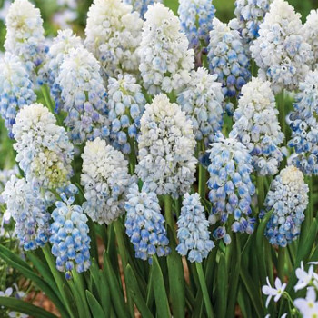 MODŘENEC ´NATURE´S BEAUTY´ kont. 0,5L