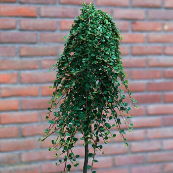 SKALNÍK POLÉHAVÝ ´QUEEN OF CARPETS´ kmínek 100cm kont. 5L