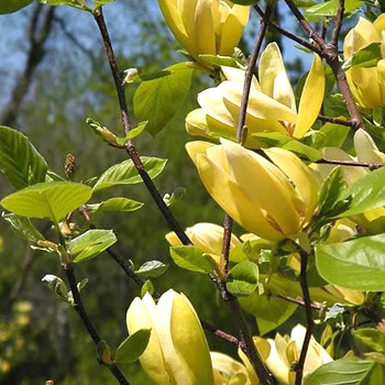 MAGNÓLIE ´SOLAR FLAIR´ kont. 3L