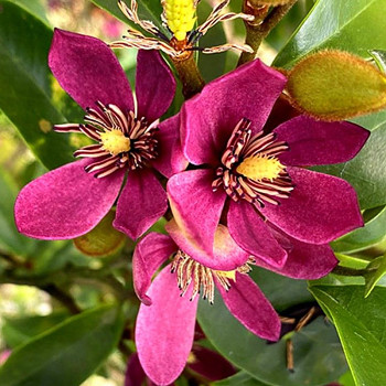 MAGNÓLIE ´STELLAR RUBY´ kont. 3L