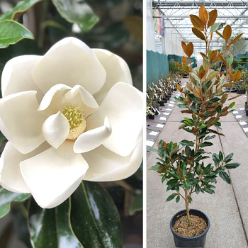 MAGNÓLIE ´LITTLE GEM´ výška 80 -100 cm