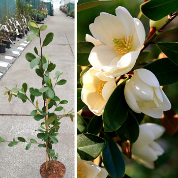 MAGNÓLIE ´FAIRY HONEY VELVET´ kont. 2L 