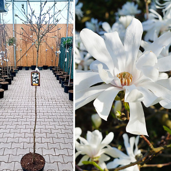 MAGNOLIE ´ROYAL STAR´ kmínek 120 cm