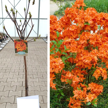 AZALKA´GIBRALTAR´ kmínek 60cm