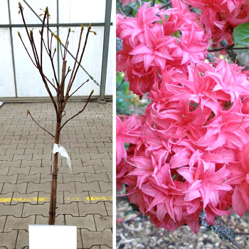 AZALKA ´HOMEBUSH´ kmínek 60 cm