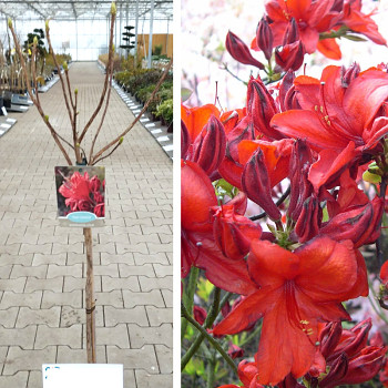 AZALKA´ROYAL COMMAND´ kmínek 60 cm