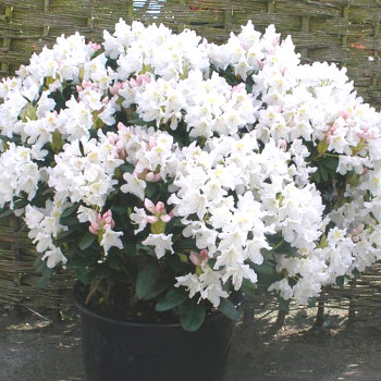 RHODODENDRON XXL ´CUNNINGHAM FAT BOY´® kont. 5L