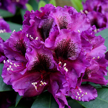 RHODODENDRON XXL ´BLACK PEARL´ kont. 4L