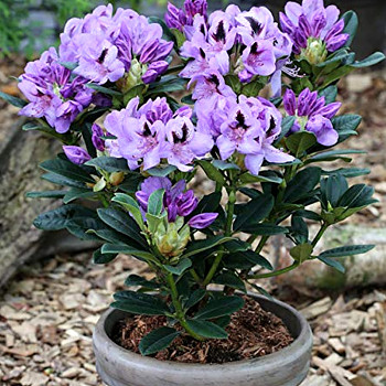 RHODODENDRON XXL ´BLUE JAY´ kont. 3L