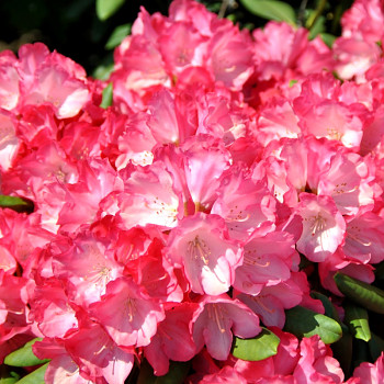 RHODODENDRON XXL ´FANTASTICA´ kont. 4L