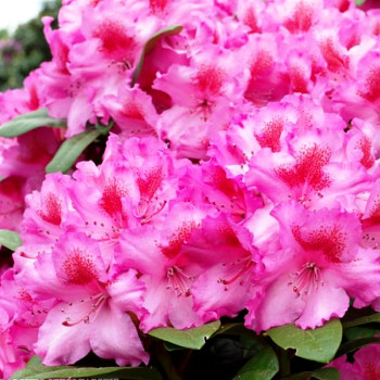 RHODODENDRON XXL ´KOZÁKOV´ kont. 2L