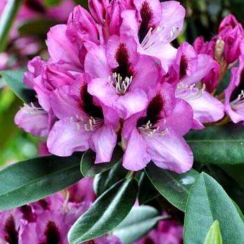 RHODODENDRON XXL ´LOVOŠ´  kont. 2L