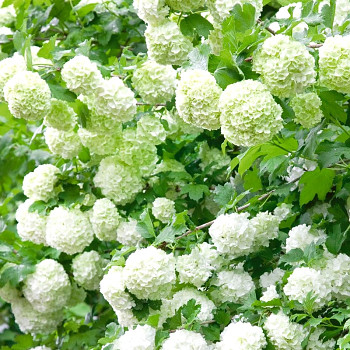 KALINA OBECNÁ ´NANUM´ kont. 2,5L