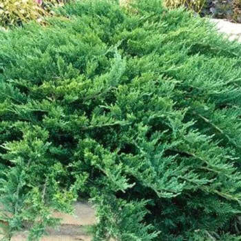 JALOVEC CHVOJKA´TAMARISCIFOLIA´ kont. 2,5L	