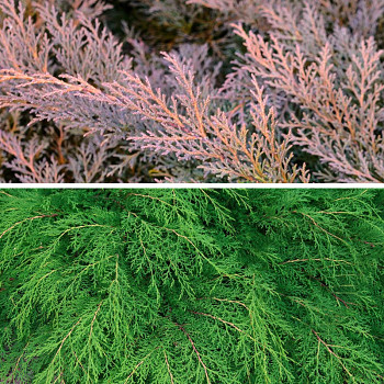 MIKROBIOTA KŘÍŽOLISTÁ kont. P9