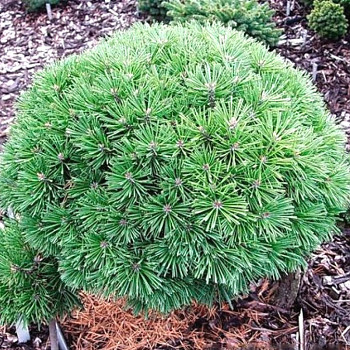 BOROVICE PYRENEJSKÁ ´HNÍZDO´ kont. 5L