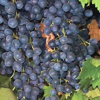 RÉVA MODRÁ ´SUMMER ROYAL´ BEZSEMENNÁ kont. 2L