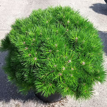 BROROVICE ČERNÁ ´BAMBINO´ kont. 2L