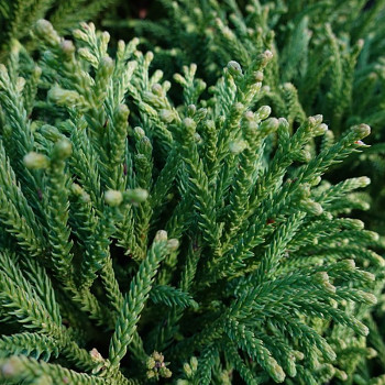 KRYPTOMÉRIE JAPONSKÁ ´VILMORINIANA´ kont. 2,5L