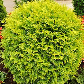 ZERAV ZÁPADNÍ ´DANICA AUREA´ kont. 3L