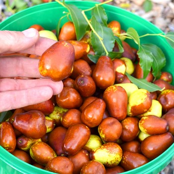 JUJUBA ´DONG ZAO´ (Ziziphus jujuba) - čínské datle P9