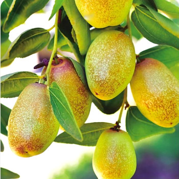 JUJUBA ´LANG´ (Ziziphus jujuba) - čínské datle 1,3L