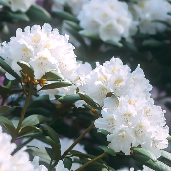 RHODODENDRON XXL ´PORZELLAN´ kont. 5L