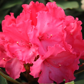 RHODODENDRON XXL ´VOLLBLUTT´ kont. 5L