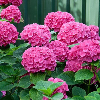 HORTENZIE ´SYBILLA´ kont. 2L