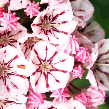 KALMIE ´STAR LIGHT´