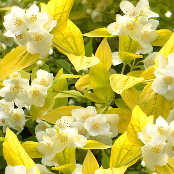 PUSTORYL ´AUREUS´ kont. 2L