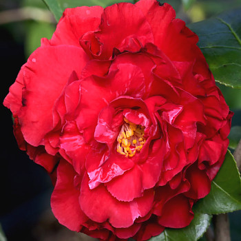 KAMÉLIE ´BLOOD OF CHINA´ kont. 3L