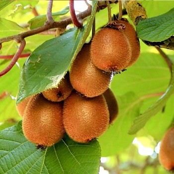 KIWI ´SOLISSIMO´® SAMOSPRAŠNÉ kont. 3L