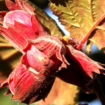 LÍSKA ČERVENÁ velkoplodá ´RODE ZELLERNOOT´ výška 100- 125 cm