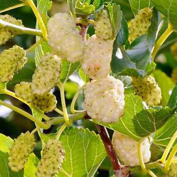 MORUŠE BÍLÁ (Morus alba)  kont. 2,5L