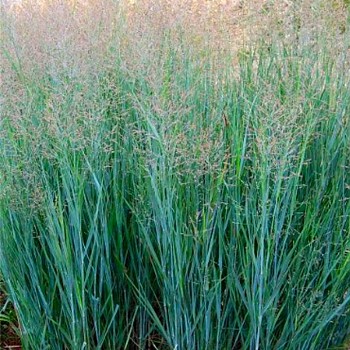 PROSO PRUTNATÉ ´HEAVY METAL´ kont. 2L