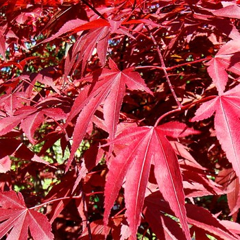 JAVOR DLANITOLISTÝ ´ATROPURPUREUM´ kont. 2L