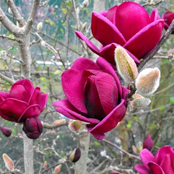 MAGNÓLIE GENIE® kont. 2L