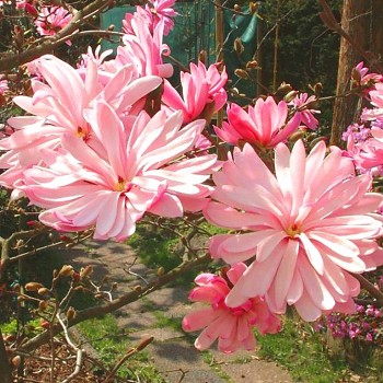 MAGNOLIE ´ROSEA´  kont. 4L